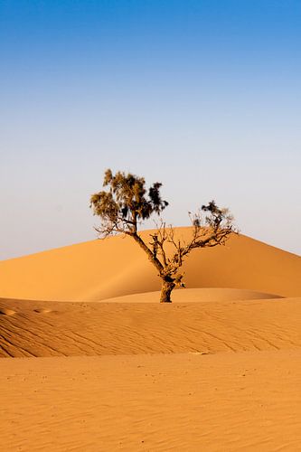 Colors of Marocco (15)