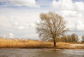 Boom aan de rivier van Petra Kilwinger