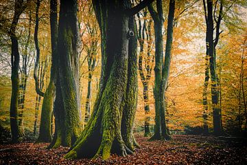 Speulderbos by rosstek ®