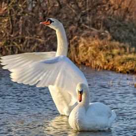 Couple de cygne sur Shirley Douwstra