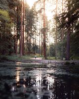 Pond in the woods