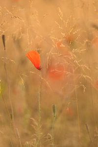 Mohn im Abendlicht