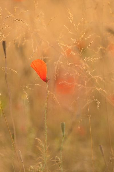 Poppy in evening light by Moetwil en van Dijk - Fotografie