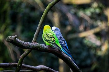 Twee Australische grasparkieten