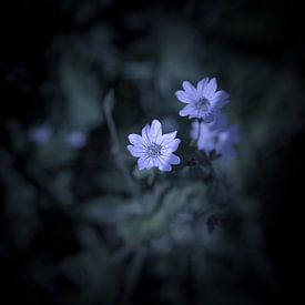 Blume im Wald von Elma Mud