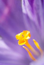 Krokus von Freya Colman