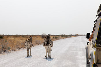 Safari encounter in Namibia with a 4x4 jeep and zebra's.