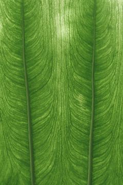 Illuminated Green Leaf Grain by Troy Wegman