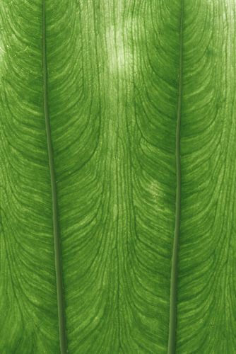 Verlichte Groene Bladnerf