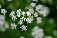 Whistlerweed in the city park of Zaltbommel