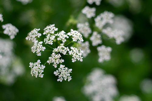 Fluitekruid in het stadspark van Zaltbommel