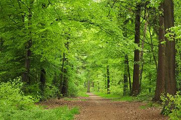 Footpath through the forest by Corinne Welp