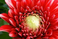 Flower in summer