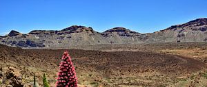 Près du Teide à Ténérife
