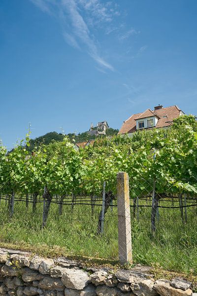 Vignes dans le village de Dürnstein en Autriche par Heiko Kueverling