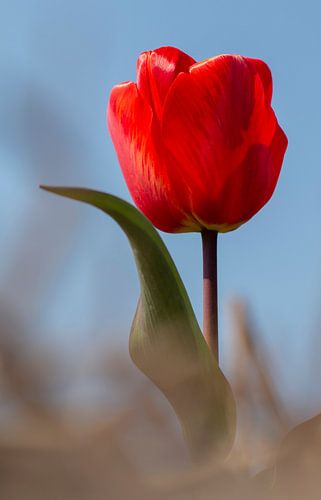 Tulip