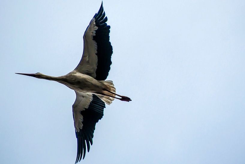 Stork flying over #1 by Norbert Sülzner