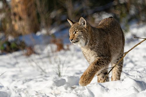 Lynx in de sneeuw