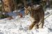 Lynx in de sneeuw van Rando Kromkamp