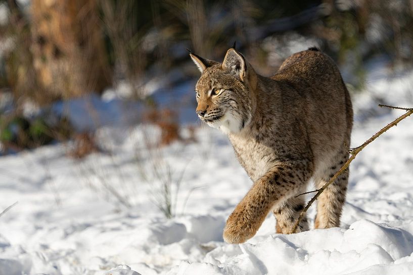 Lynx dans la neige par Rando Kromkamp