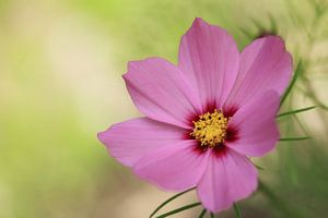 Cosmos by LHJB Photography