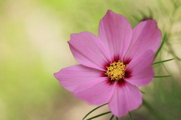 Cosmos sur LHJB Photography