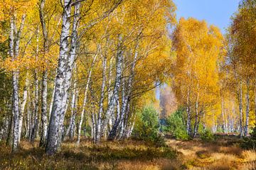 Heath landscape with autumn birch trees by Daniela Beyer