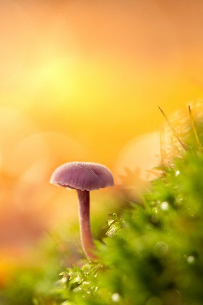 Champignon par Andrea Hofstra