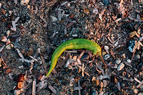 Vinden: Natuurlijke schoonheid op het strand