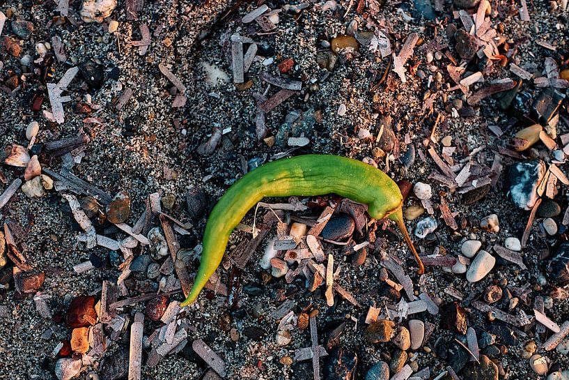 Vinden: Natuurlijke schoonheid op het strand van Momentaufnahme | Marius Ahlers