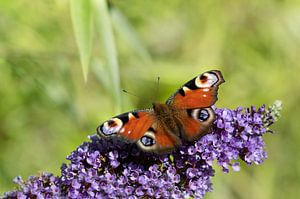 Un paon du jour assis sur un lilas mauve