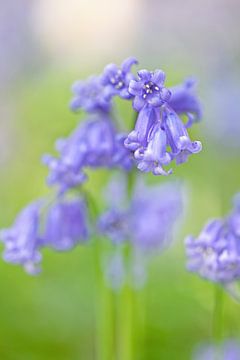 Forest Hyacinth by Justin Sinner Pictures ( Fotograaf op Texel)