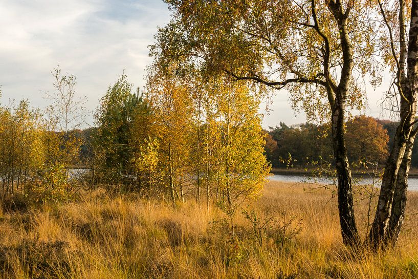 Herfst  by Ellen Denkers-Hartman