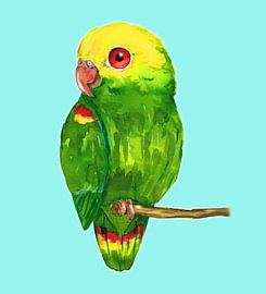 Yellow headed amazon parrot by Bianca Wisseloo