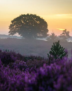 Purple morning by Steven Driesen