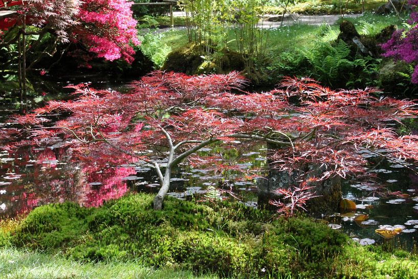 Japanse tuin van Tatjana Korneeva