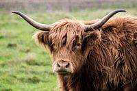 Highlander écossais