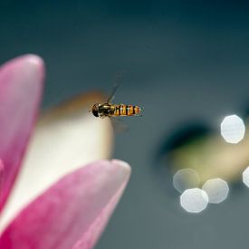 Seerose mit Schwebfliege von Humphry Jacobs