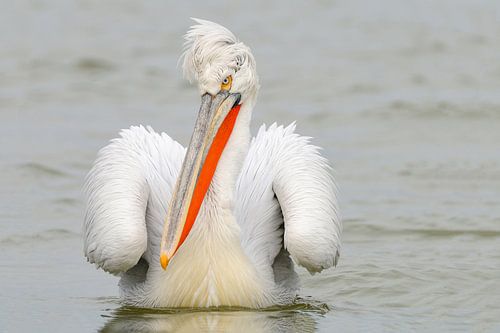 Dalmatian Pelican II