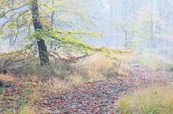 A path in misty autumn forest by Olha Rohulya thumbnail