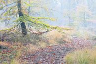 Un sentier dans la forêt brumeuse de l'automne par Olha Rohulya Aperçu