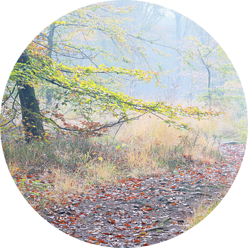 Een pad in mistige herfst bos van Olha Rohulya