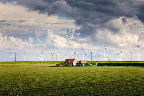tulpenvelden bij Battenoord op het eiland Overflakkee in de provinc