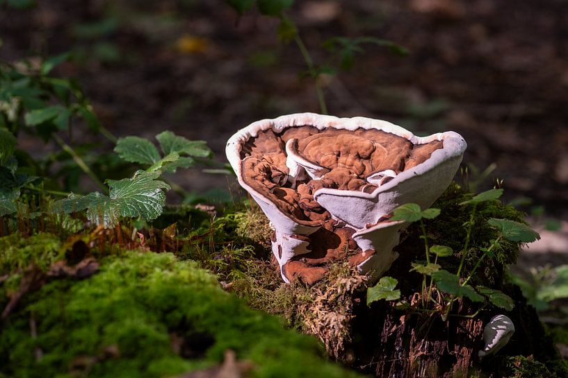 Sous-marais à bord épais dans la forêt de Purmer par Edwin van Kuler Fotografie
