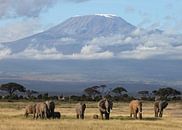 Kilimanjaro Elefanten von Roland Smeets Miniaturansicht