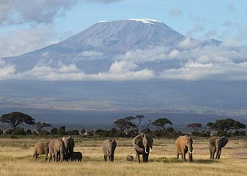 Kilimanjaro Elephants by Roland Smeets