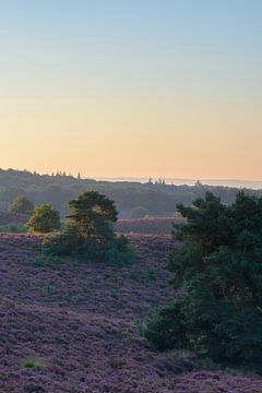 Sonnenaufgang über dem blühenden Heidekraut auf der Posbank von Sjoerd van der Wal Fotografie