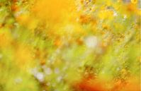 Een weide van uitbundige vrolijke gele, oranje en rode bloemen - bloemenzee - impressionisme - monet van John Quendag thumbnail