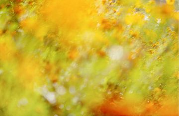 A field of yellow and red flowers - with deliberate motion blur for an impressionistic effect - a wa by John Quendag