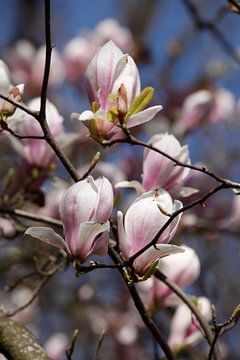 Roze, Magnolia, Magnolia's, Bloesem, Bloem, Close-up